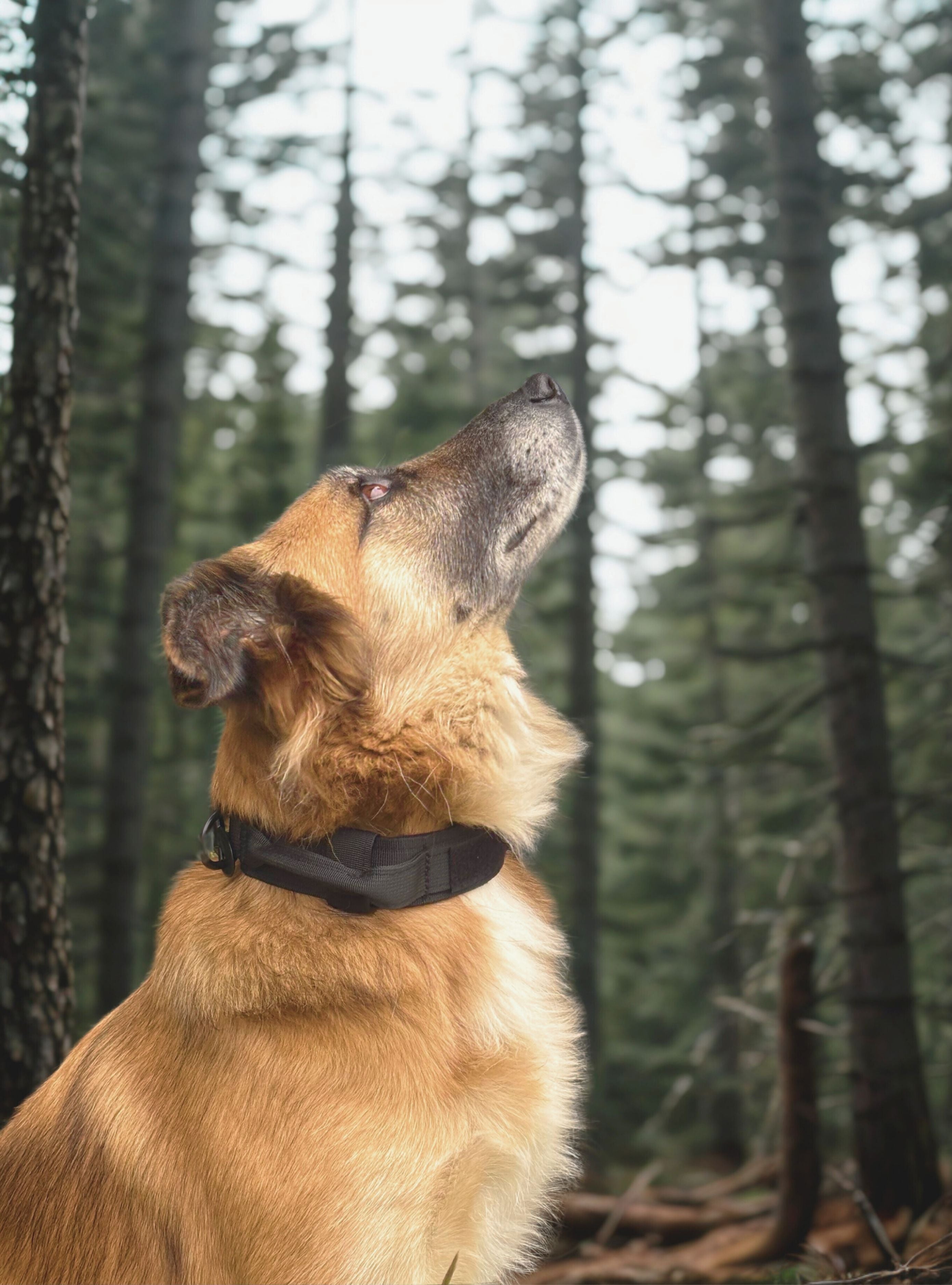 Collier noir en nylon