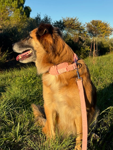 Collier pour chien en velours côtelé – Rose poudré